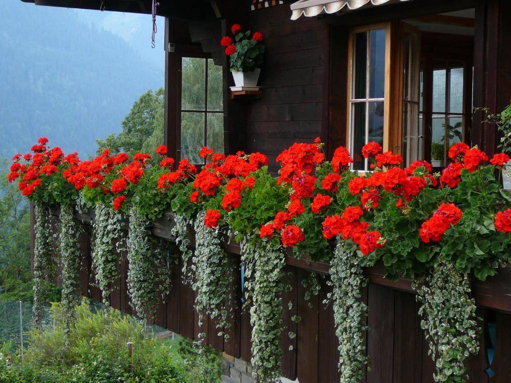 Chalet Acheregg Wengen Exterior photo