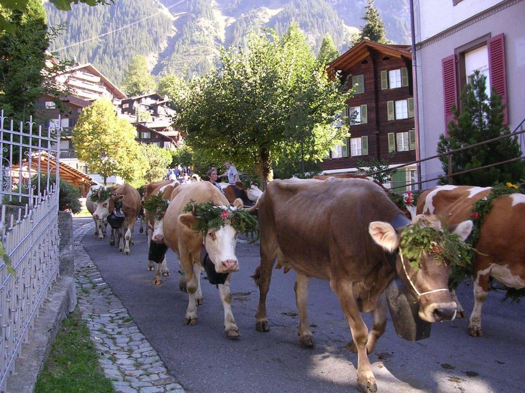Chalet Acheregg Wengen Exterior photo